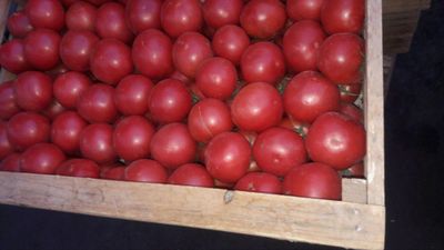 Продаю вкусный помидоры