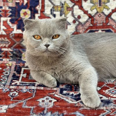 Шотландская вислоухая кошка