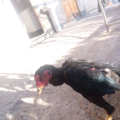 Dakan joja Kelishtirib beraman