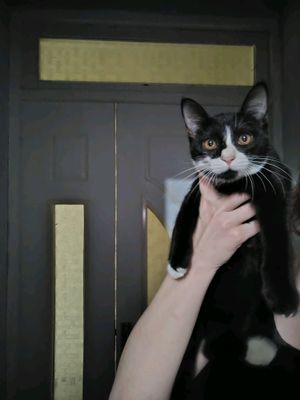 Котенка отдаем в добрые ручки