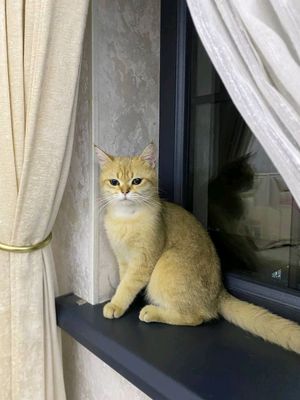 мушук британский золотой шиншилла