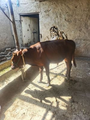 Buqacha sotiladi yeb ichishi zor garantiyali
