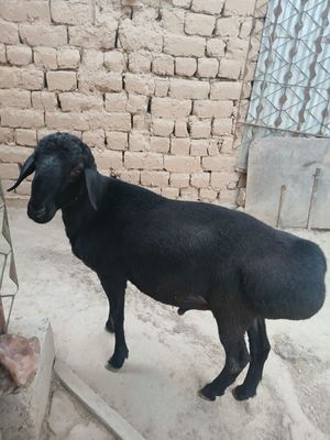 Qozi qochqor sotiladi