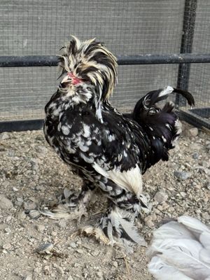 Карейсчала сотилади