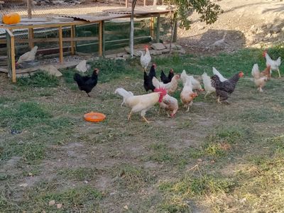 Тухумлаятган хонаки товуклар сотилади