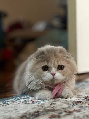 Скоттиш фолд девочка хайленд в любимцы