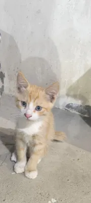 Отдам в хорошие руки, Мушукчалар берилади яхшиларга