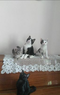 Отдаю котят в надёжные, добрые руки