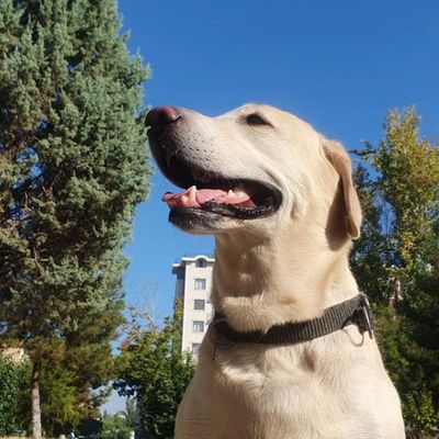 Пристраивается в добрые руки