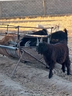 Echki uloqlar sotiladi kelishilgan xolda