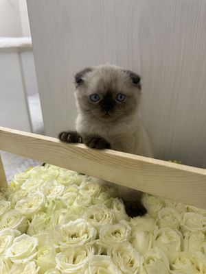 Продается скотиш фолд