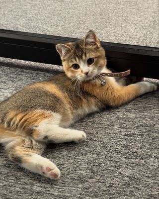 Золотистая шиншилла