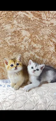 Продаются золотая и серебренная шиншилла