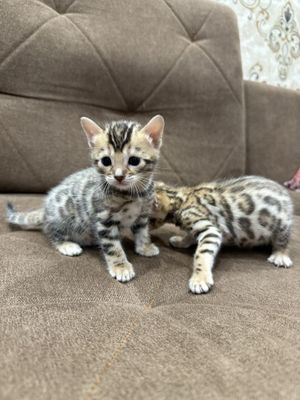 Бенгальские породистые котята