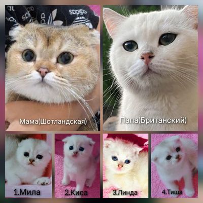 Мушук сотилади. Кошка продается. Шотландская кошка, Британский кот.