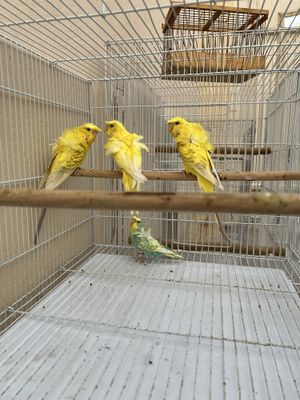 Babichka Papugaylar