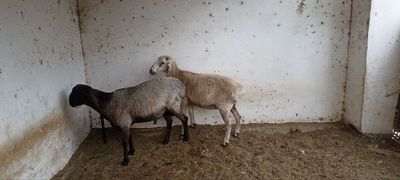 Мал Ешки сатылади