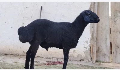 Hisori barra sotiladi. Zotga juda zo'r variant.