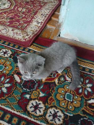 Кони тоза мушуг акили