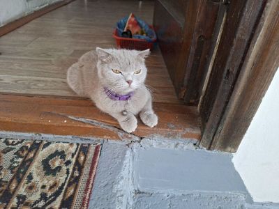 Скоттиш-фолд мушукчалар