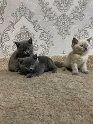 Котята скотиш страйт