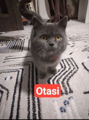 mushug bollari sotiladi 100$kelishamiz ogil  qiz
