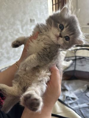Продаю котят 1.5месяц