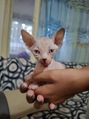 Милый котик недорого