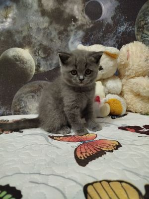 Британский котенок
