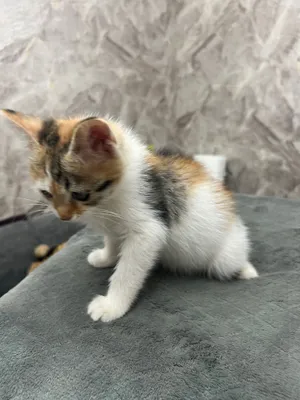 Котята домашние маленькие