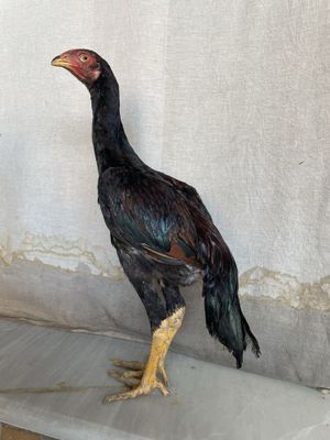 O Shamo zot juja narxi 370 ming iyul chiqan