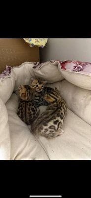 Котята бенгалы 45 дней