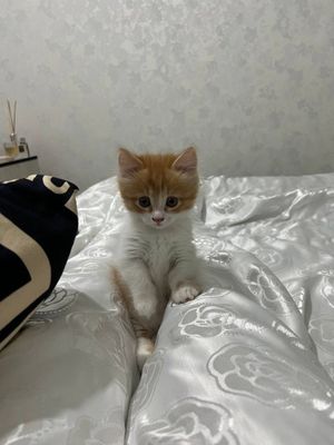 Продоётся котёнок