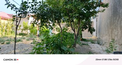 Уй сотлади самаркандда Чойнак пие́лани оркасида