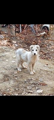 Алабай кучуги сотилади