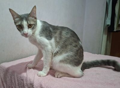 Пристраивается кастрированный котик
