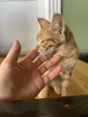 O’g’il bola. Mehribon oila qidiryabmiz^^