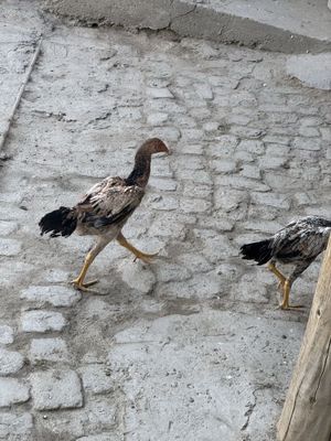 Makyon sotiladi zotiga javob yaxshi insonlaga beriladi