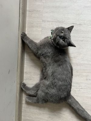 British Shorthair mushug zoti