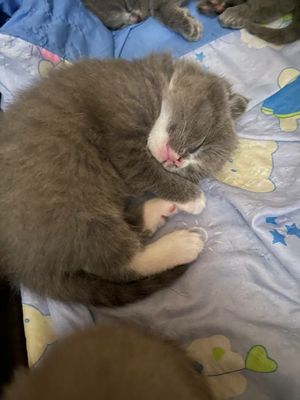 Продается кошка Скотиш Фолд