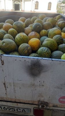 Qovun puchoq sotilade kilose 1000 sumdan
