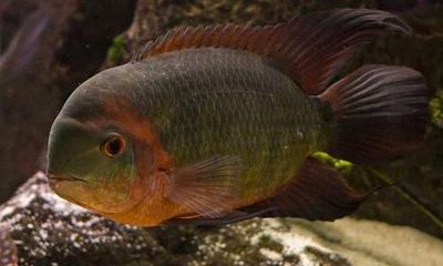 Chocolate cichlid (shkaladniy sixlidla)