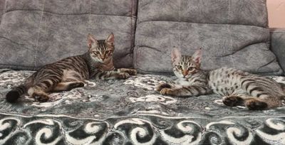 Отдам котят в добрые руки