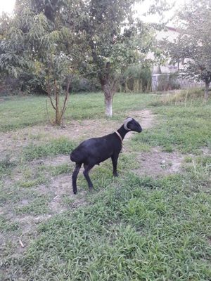 Qòchqor barra s