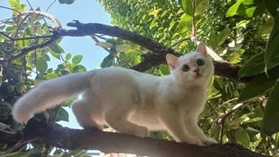 котёнок шин шилла поинт 1123