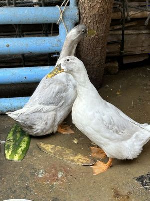 Продаетса Утки