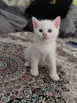 Продается персидский котик.