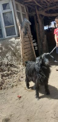 Gechi zotor kalak