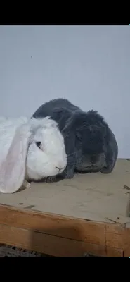 Fransuszki baran sames samka sotiladi