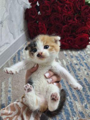 Scottish fold qiz bola